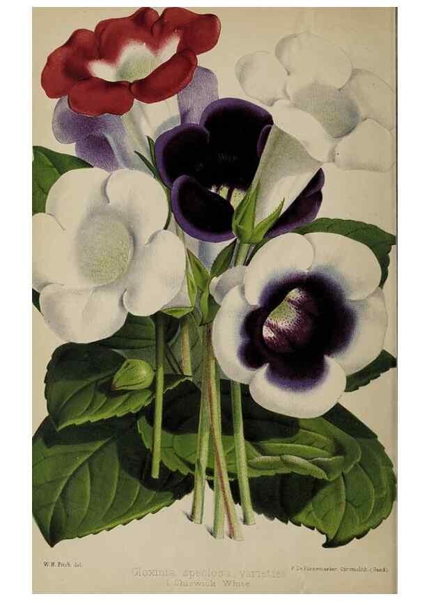 Reproducción/Reproduction 49089388658: The florist and pomologist, and suburban gardener.. London :Published for the proprietors by Messrs. Kent & Co.,1880-. 