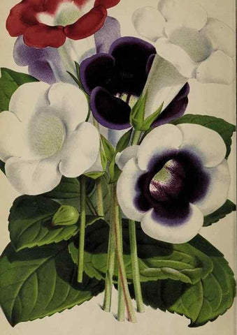 Reproducción/Reproduction 49089388658: The florist and pomologist, and suburban gardener.. London :Published for the proprietors by Messrs. Kent & Co.,1880-. 