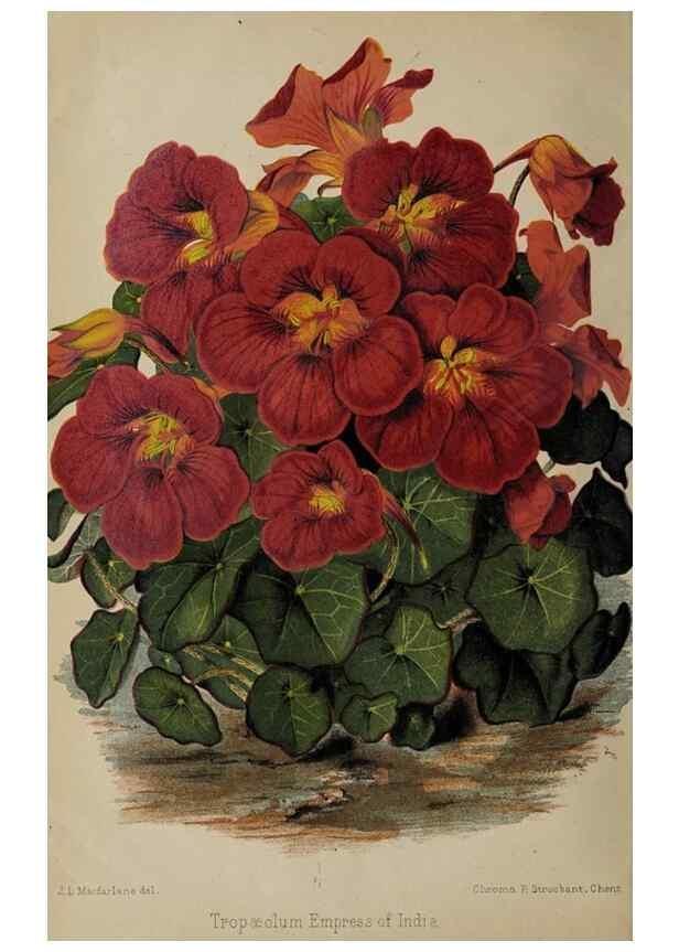 Reproducción/Reproduction 49089898291: The florist and pomologist, and suburban gardener.. London :Published for the proprietors by Messrs. Kent & Co.,1880-. 