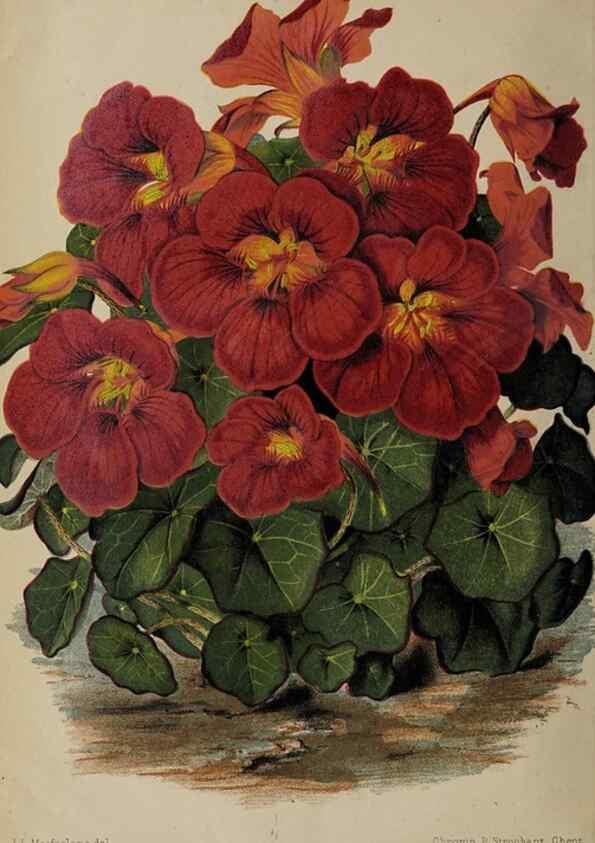 Reproducción/Reproduction 49089898291: The florist and pomologist, and suburban gardener.. London :Published for the proprietors by Messrs. Kent & Co.,1880-. 