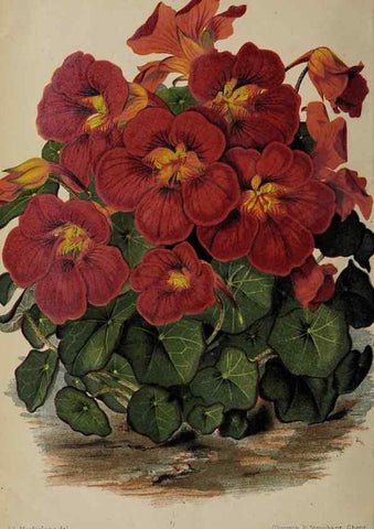 Reproducción/Reproduction 49089898291: The florist and pomologist, and suburban gardener.. London :Published for the proprietors by Messrs. Kent & Co.,1880-. 