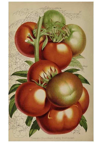 Reproducción/Reproduction 49089898641: The florist and pomologist, and suburban gardener.. London :Published for the proprietors by Messrs. Kent & Co.,1880-. 