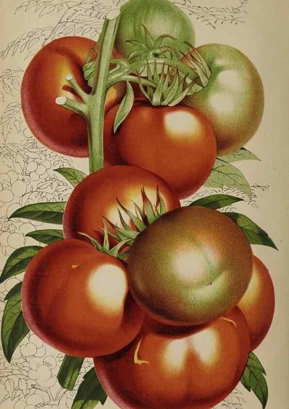 Reproducción/Reproduction 49089898641: The florist and pomologist, and suburban gardener.. London :Published for the proprietors by Messrs. Kent & Co.,1880-. 