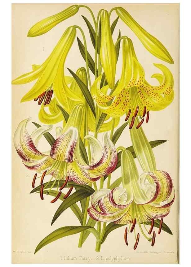 Reproducción/Reproduction 49089810863: The florist and pomologist, and suburban gardener.. London :Published for the proprietors by Messrs. Kent & Co.,1880-. 