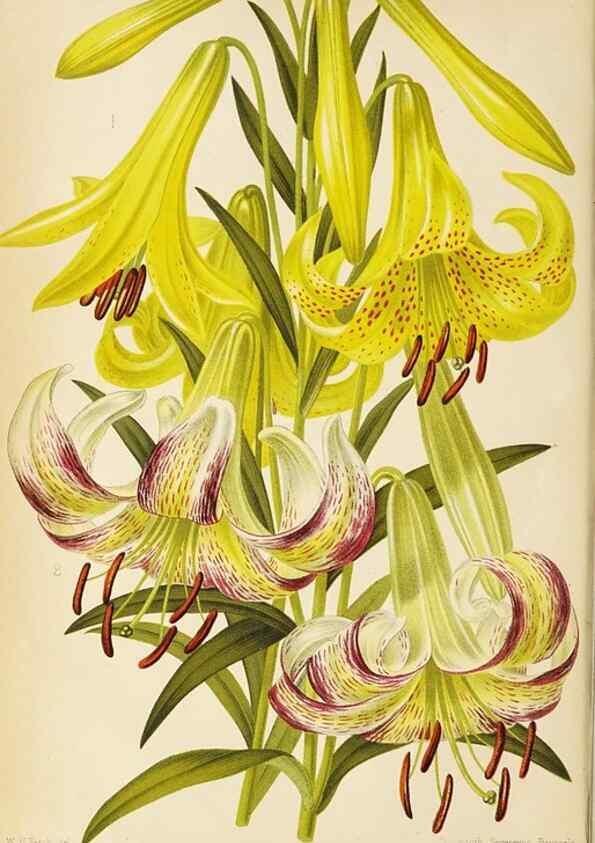 Reproducción/Reproduction 49089810863: The florist and pomologist, and suburban gardener.. London :Published for the proprietors by Messrs. Kent & Co.,1880-. 