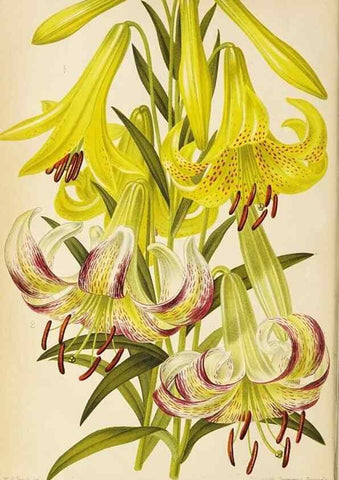 Reproducción/Reproduction 49089810863: The florist and pomologist, and suburban gardener.. London :Published for the proprietors by Messrs. Kent & Co.,1880-. 