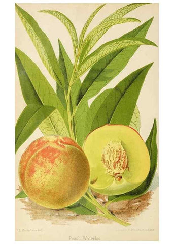 Reproducción/Reproduction 49090525637: The florist and pomologist, and suburban gardener.. London :Published for the proprietors by Messrs. Kent & Co.,1880-. 
