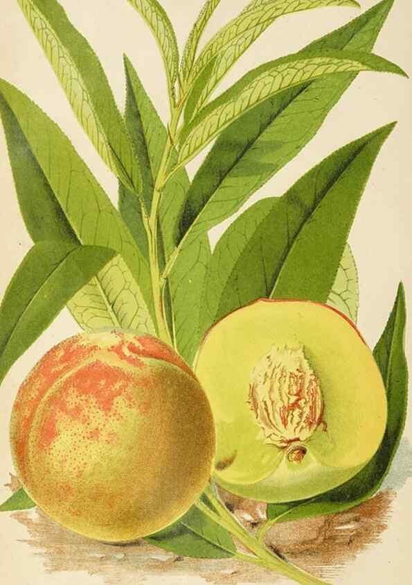 Reproducción/Reproduction 49090525637: The florist and pomologist, and suburban gardener.. London :Published for the proprietors by Messrs. Kent & Co.,1880-. 
