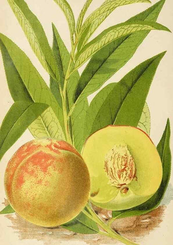 Reproducción/Reproduction 49090525637: The florist and pomologist, and suburban gardener.. London :Published for the proprietors by Messrs. Kent & Co.,1880-. 