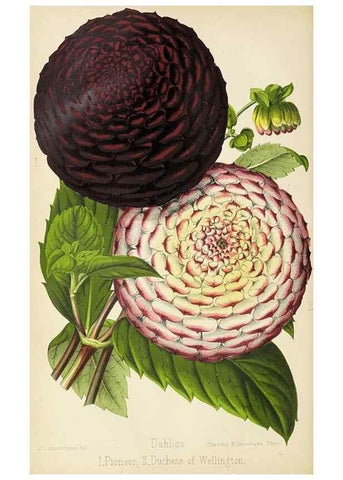Reproducción/Reproduction 49090321616: The florist and pomologist, and suburban gardener.. London :Published for the proprietors by Messrs. Kent & Co.,1880-. 
