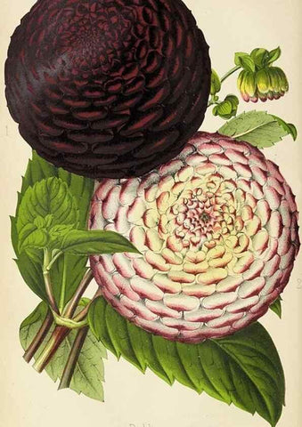 Reproducción/Reproduction 49090321616: The florist and pomologist, and suburban gardener.. London :Published for the proprietors by Messrs. Kent & Co.,1880-. 