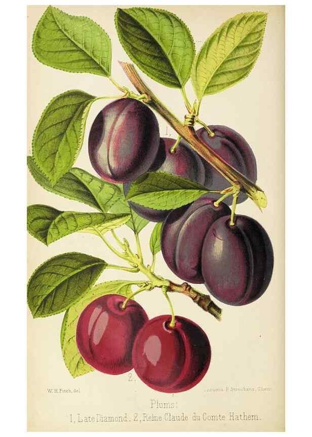 Reproducción/Reproduction 49090322061: The florist and pomologist, and suburban gardener.. London :Published for the proprietors by Messrs. Kent & Co.,1880-. 