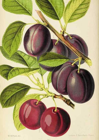 Reproducción/Reproduction 49090322061: The florist and pomologist, and suburban gardener.. London :Published for the proprietors by Messrs. Kent & Co.,1880-. 