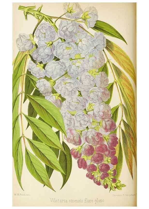 Reproducción/Reproduction 49089812653: The florist and pomologist, and suburban gardener.. London :Published for the proprietors by Messrs. Kent & Co.,1880-. 