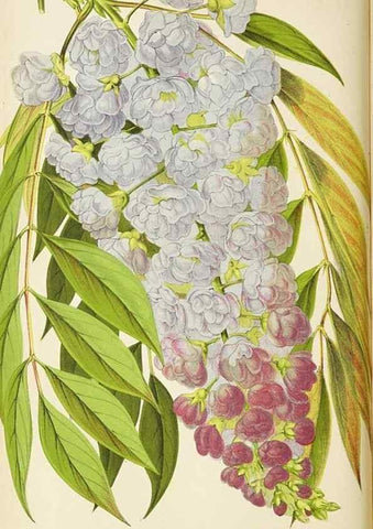 Reproducción/Reproduction 49089812653: The florist and pomologist, and suburban gardener.. London :Published for the proprietors by Messrs. Kent & Co.,1880-. 