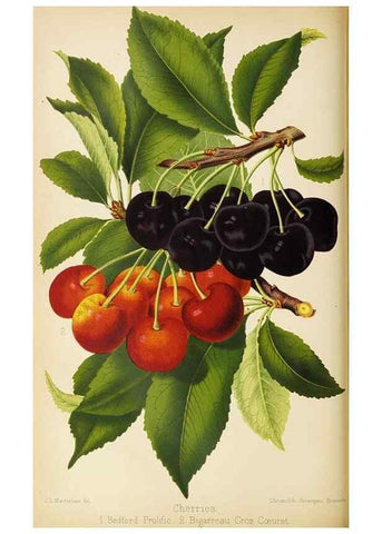 Reproducción/Reproduction 49089813103: The florist and pomologist, and suburban gardener.. London :Published for the proprietors by Messrs. Kent & Co.,1880-. 