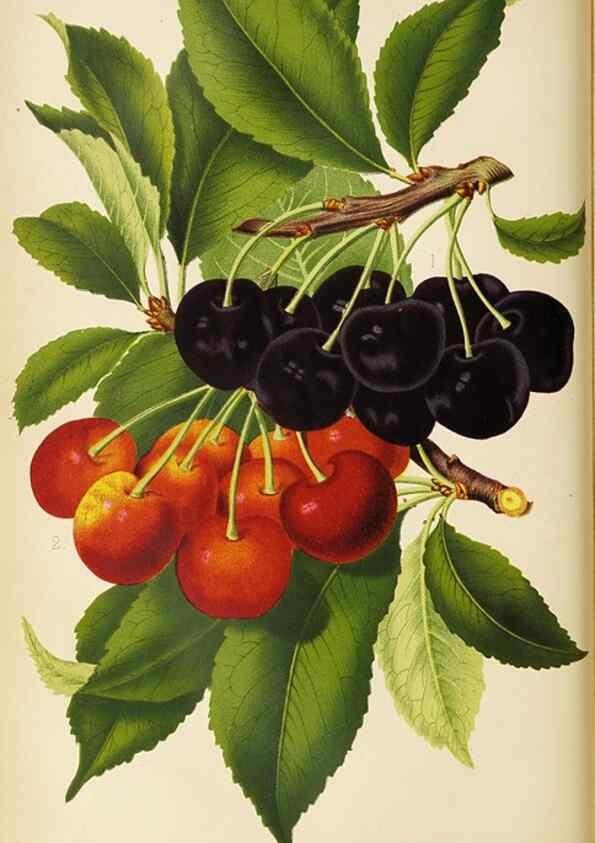 Reproducción/Reproduction 49089813103: The florist and pomologist, and suburban gardener.. London :Published for the proprietors by Messrs. Kent & Co.,1880-. 