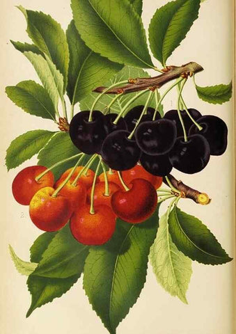 Reproducción/Reproduction 49089813103: The florist and pomologist, and suburban gardener.. London :Published for the proprietors by Messrs. Kent & Co.,1880-. 