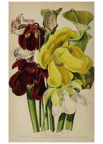 Reproducción/Reproduction 49089386403: The florist and pomologist, and suburban gardener.. London :Published for the proprietors by Messrs. Kent & Co.,1880-. 