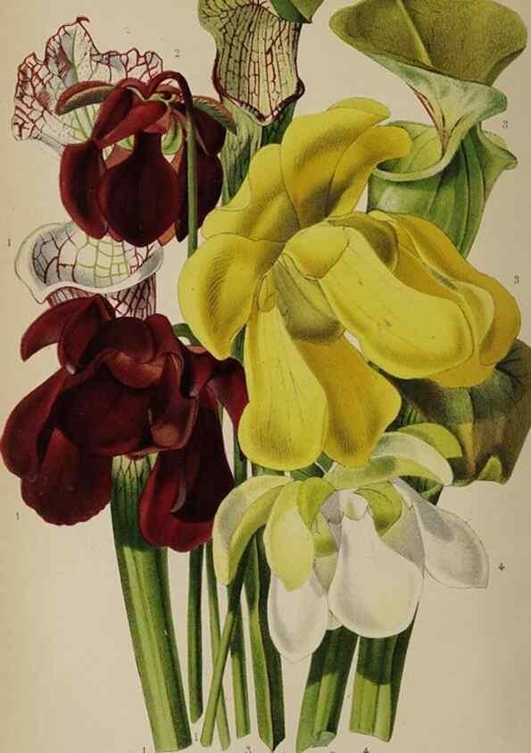 Reproducción/Reproduction 49089386403: The florist and pomologist, and suburban gardener.. London :Published for the proprietors by Messrs. Kent & Co.,1880-. 