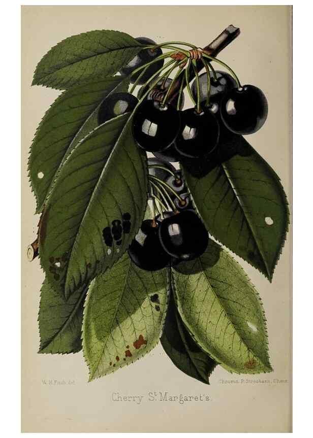 Reproducción/Reproduction 49090098102: The florist and pomologist, and suburban gardener.. London :Published for the proprietors by Messrs. Kent & Co.,1880-. 
