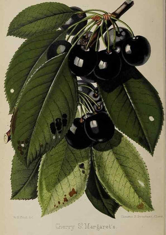Reproducción/Reproduction 49090098102: The florist and pomologist, and suburban gardener.. London :Published for the proprietors by Messrs. Kent & Co.,1880-. 