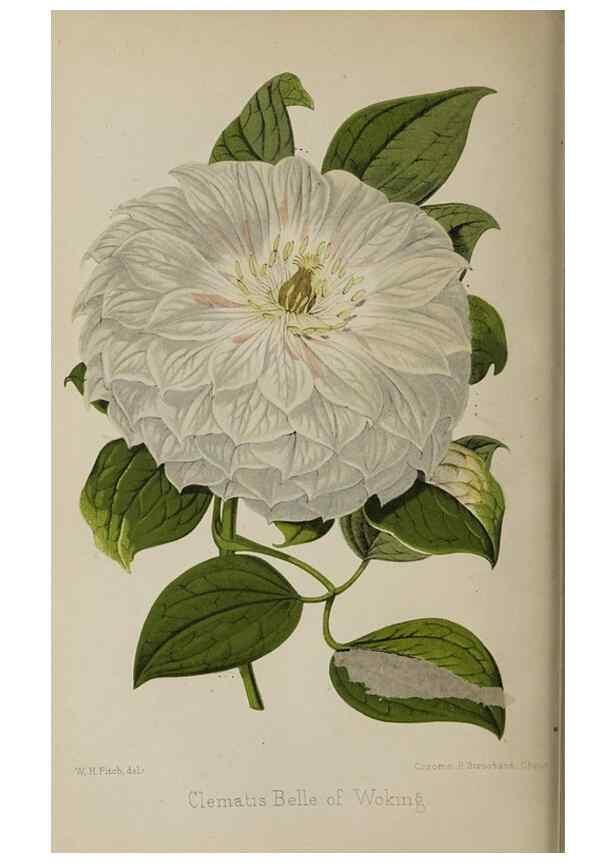 Reproducción/Reproduction 49089895216: The florist and pomologist, and suburban gardener.. London :Published for the proprietors by Messrs. Kent & Co.,1880-. 