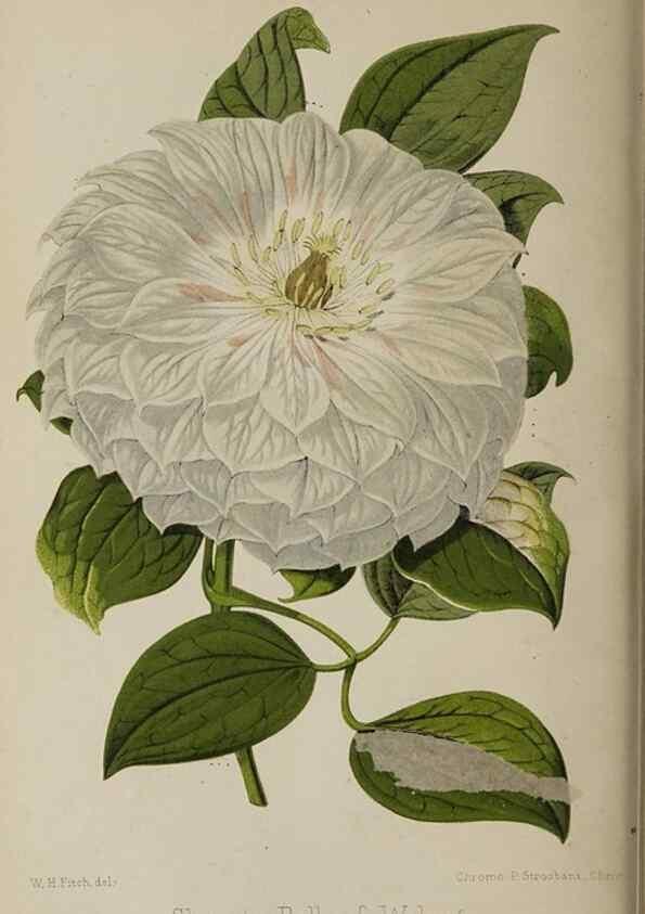 Reproducción/Reproduction 49089895216: The florist and pomologist, and suburban gardener.. London :Published for the proprietors by Messrs. Kent & Co.,1880-. 
