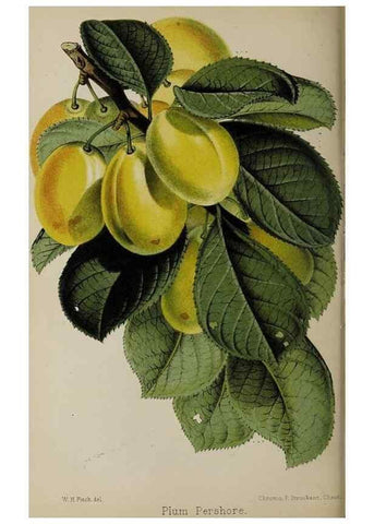 Reproducción/Reproduction 49089894921: The florist and pomologist, and suburban gardener.. London :Published for the proprietors by Messrs. Kent & Co.,1880-. 