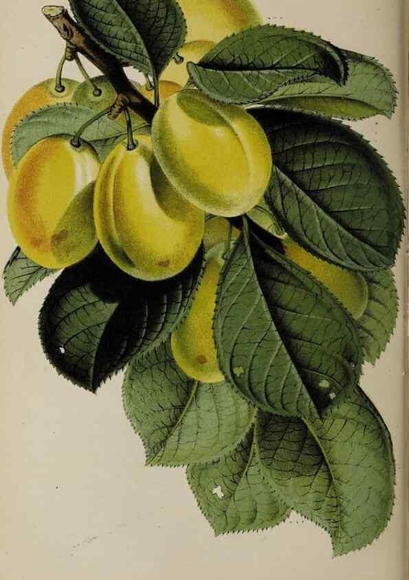 Reproducción/Reproduction 49089894921: The florist and pomologist, and suburban gardener.. London :Published for the proprietors by Messrs. Kent & Co.,1880-. 