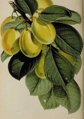 Reproducción/Reproduction 49089894921: The florist and pomologist, and suburban gardener.. London :Published for the proprietors by Messrs. Kent & Co.,1880-. 