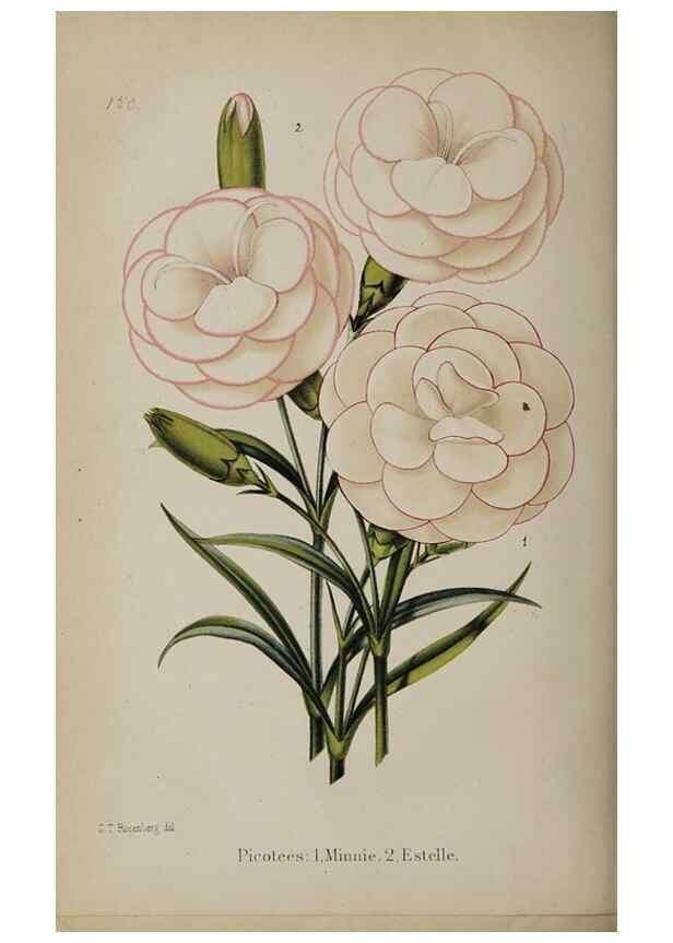 Reproducción/Reproduction 49089966417: The florist and pomologist, and suburban gardener.. London :Published for the proprietors by Messrs. Kent & Co.,1880-. 
