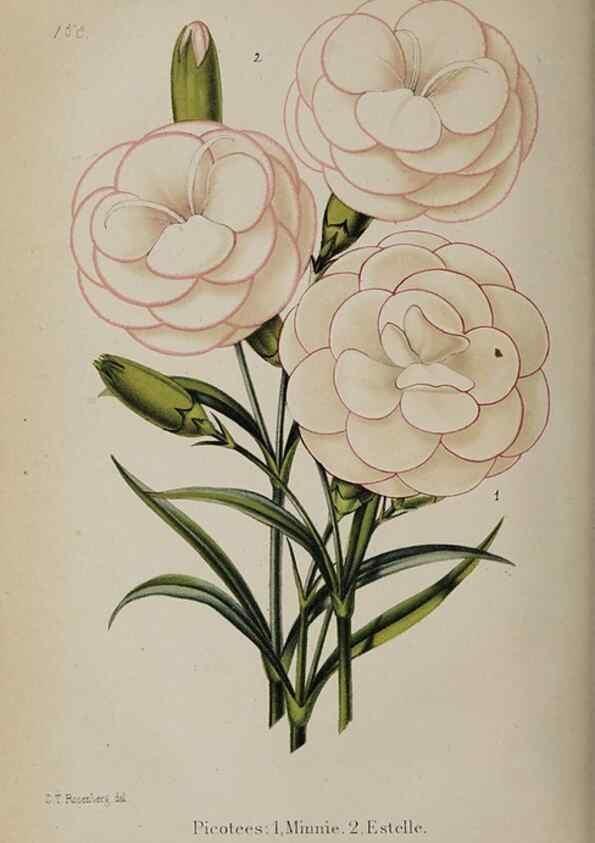 Reproducción/Reproduction 49089966417: The florist and pomologist, and suburban gardener.. London :Published for the proprietors by Messrs. Kent & Co.,1880-. 