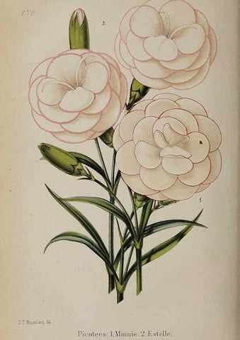 Reproducción/Reproduction 49089966417: The florist and pomologist, and suburban gardener.. London :Published for the proprietors by Messrs. Kent & Co.,1880-. 