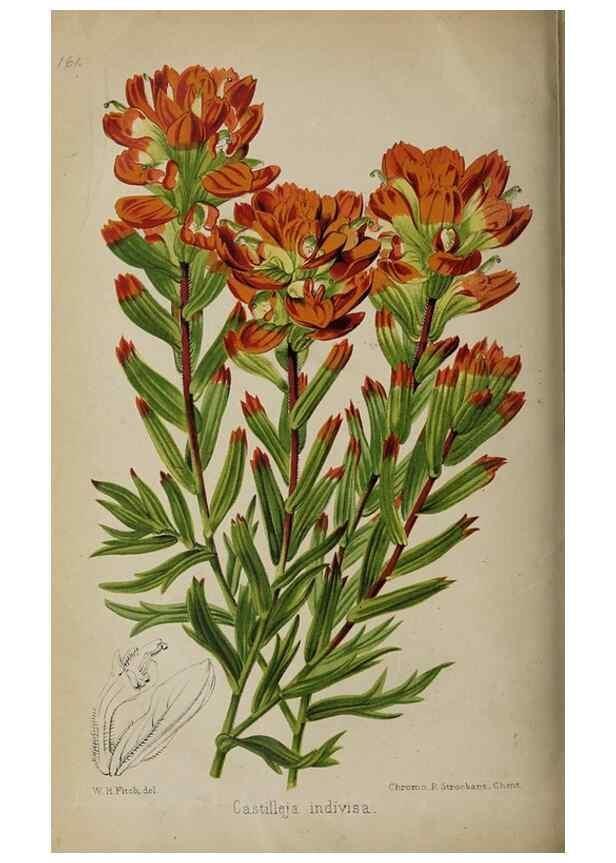 Reproducción/Reproduction 49089762556: The florist and pomologist, and suburban gardener.. London :Published for the proprietors by Messrs. Kent & Co.,1880-. 