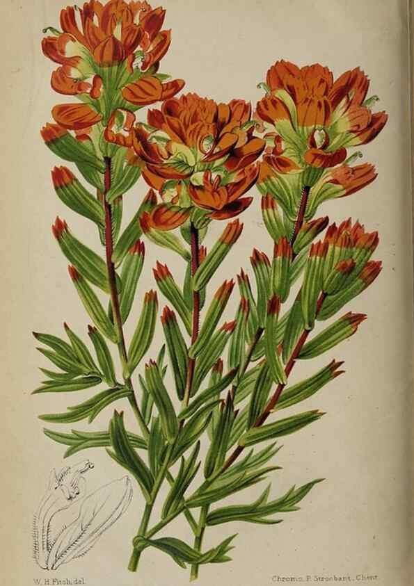 Reproducción/Reproduction 49089762556: The florist and pomologist, and suburban gardener.. London :Published for the proprietors by Messrs. Kent & Co.,1880-. 
