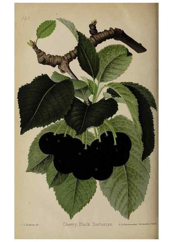 Reproducción/Reproduction 49089967052: The florist and pomologist, and suburban gardener.. London :Published for the proprietors by Messrs. Kent & Co.,1880-. 