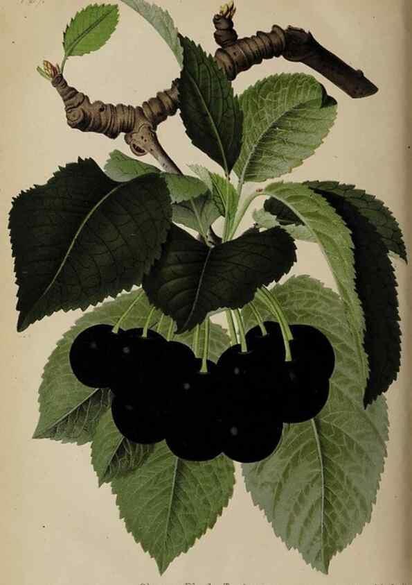 Reproducción/Reproduction 49089967052: The florist and pomologist, and suburban gardener.. London :Published for the proprietors by Messrs. Kent & Co.,1880-. 