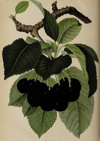 Reproducción/Reproduction 49089967052: The florist and pomologist, and suburban gardener.. London :Published for the proprietors by Messrs. Kent & Co.,1880-. 