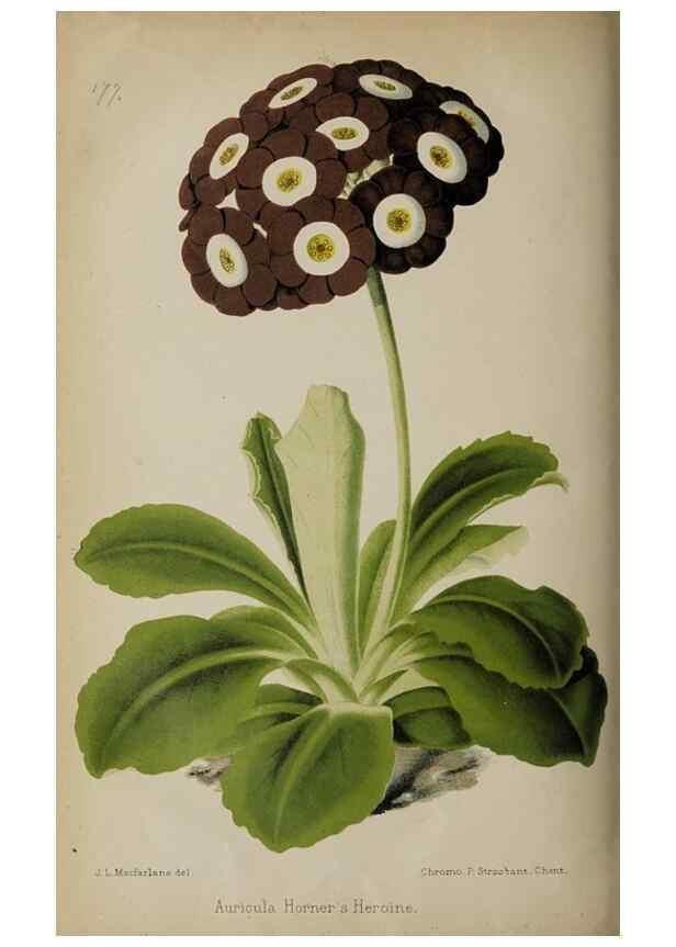 Reproducción/Reproduction 49089763136: The florist and pomologist, and suburban gardener.. London :Published for the proprietors by Messrs. Kent & Co.,1880-. 