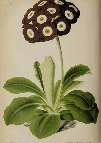 Reproducción/Reproduction 49089763136: The florist and pomologist, and suburban gardener.. London :Published for the proprietors by Messrs. Kent & Co.,1880-. 