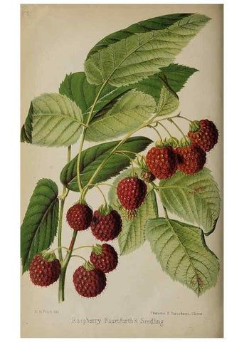 Reproducción/Reproduction 49089967562: The florist and pomologist, and suburban gardener.. London :Published for the proprietors by Messrs. Kent & Co.,1880-. 