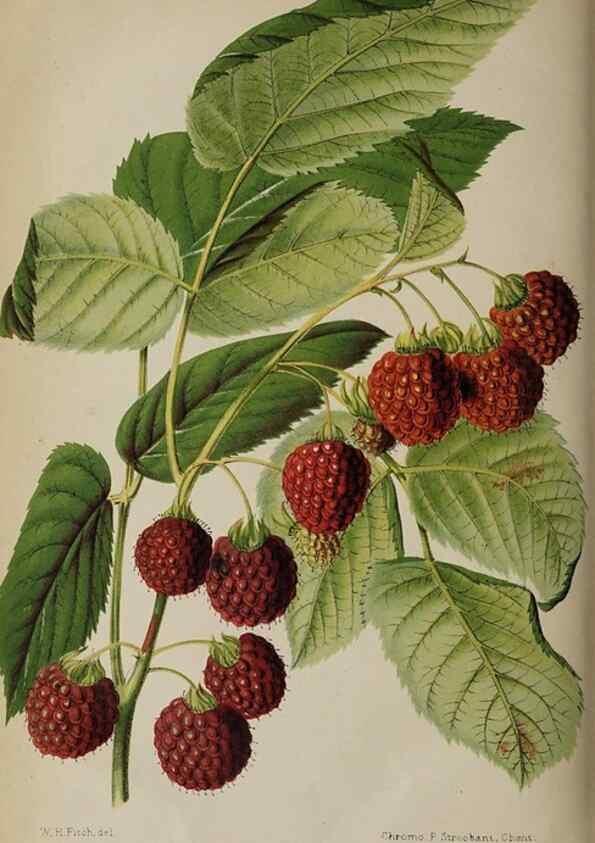Reproducción/Reproduction 49089967562: The florist and pomologist, and suburban gardener.. London :Published for the proprietors by Messrs. Kent & Co.,1880-. 