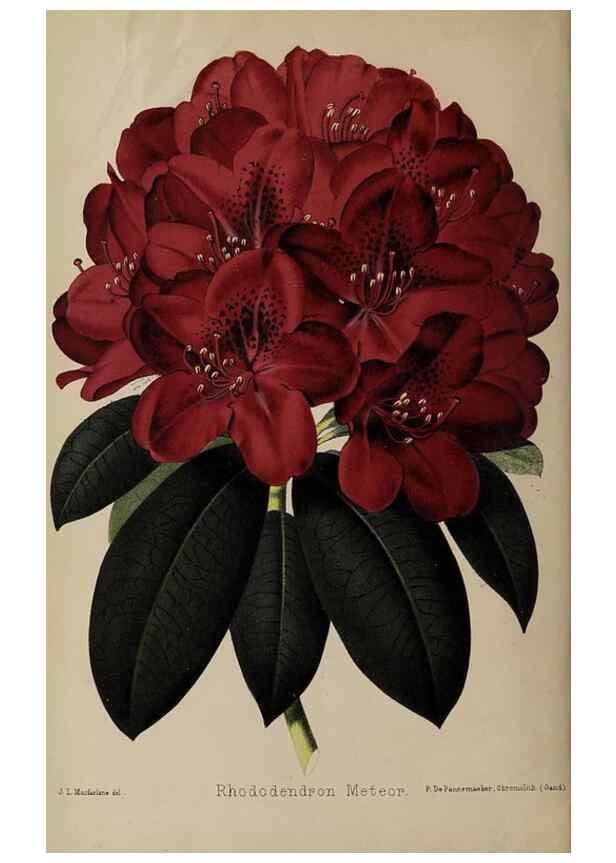Reproducción/Reproduction 49090094147: The florist and pomologist, and suburban gardener.. London :Published for the proprietors by Messrs. Kent & Co.,1880-. 