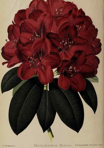 Reproducción/Reproduction 49090094147: The florist and pomologist, and suburban gardener.. London :Published for the proprietors by Messrs. Kent & Co.,1880-. 