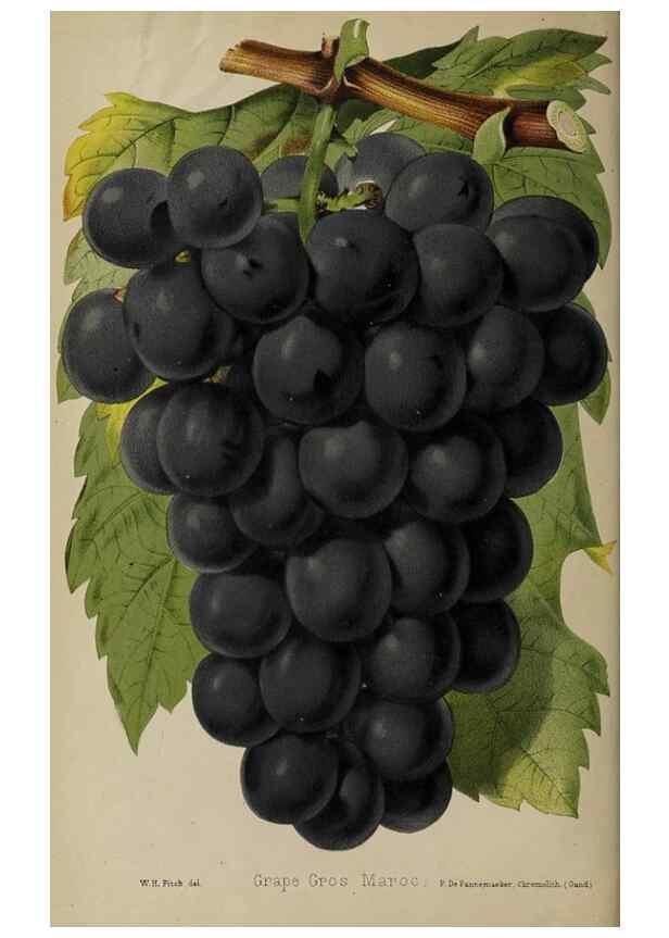 Reproducción/Reproduction 49089382138: The florist and pomologist, and suburban gardener.. London :Published for the proprietors by Messrs. Kent & Co.,1880-. 