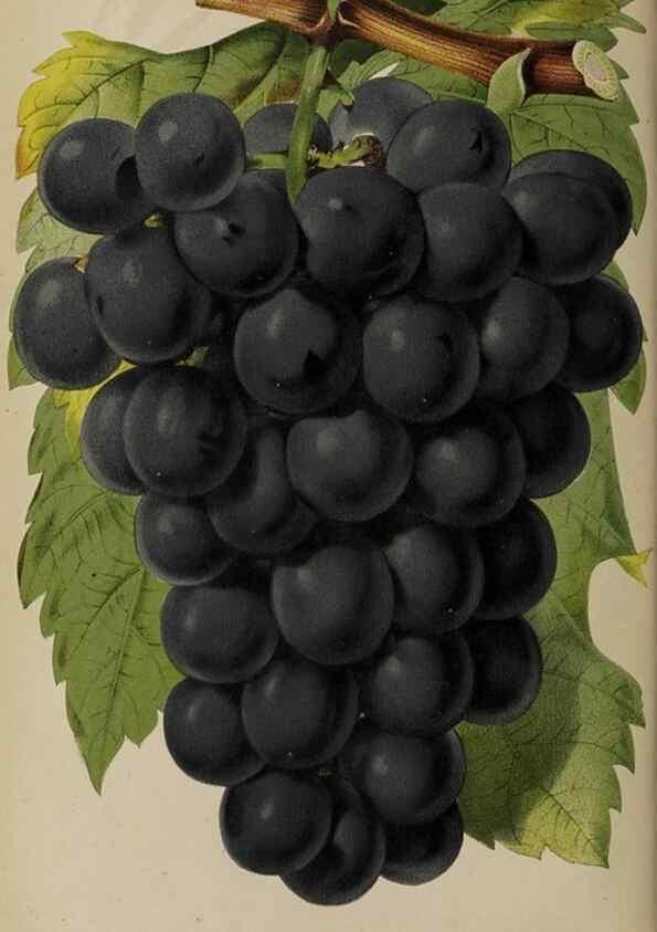 Reproducción/Reproduction 49089382138: The florist and pomologist, and suburban gardener.. London :Published for the proprietors by Messrs. Kent & Co.,1880-. 