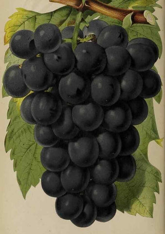 Reproducción/Reproduction 49089382138: The florist and pomologist, and suburban gardener.. London :Published for the proprietors by Messrs. Kent & Co.,1880-. 