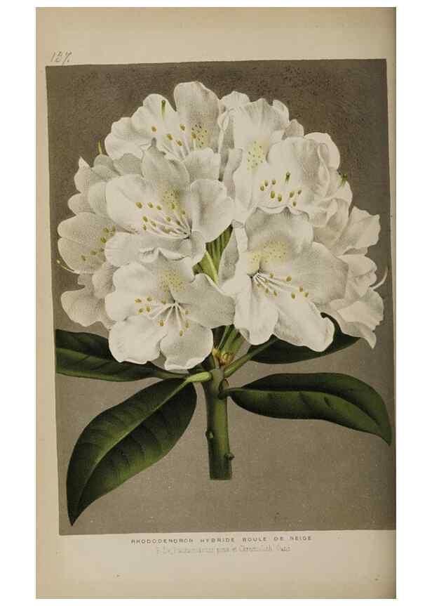Reproducción/Reproduction 49089761611: The florist and pomologist, and suburban gardener.. London :Published for the proprietors by Messrs. Kent & Co.,1880-. 