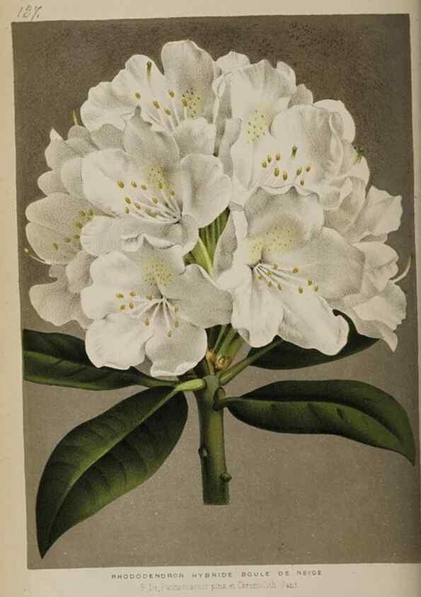 Reproducción/Reproduction 49089761611: The florist and pomologist, and suburban gardener.. London :Published for the proprietors by Messrs. Kent & Co.,1880-. 